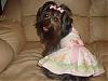 ♥Momma Lilly In Her Go.Fetch Birthday Dress♥-my-camera-1628.jpg
