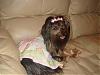 ♥Momma Lilly In Her Go.Fetch Birthday Dress♥-my-camera-1766.jpg