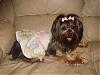 ♥Momma Lilly In Her Go.Fetch Birthday Dress♥-my-camera-1684.jpg