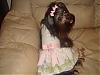 ♥Momma Lilly In Her Go.Fetch Birthday Dress♥-my-camera-1770.jpg