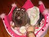 ♥Momma Lilly In Her Go.Fetch Birthday Dress♥-my-camera-1798.jpg
