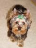 My first yorkie George!!!-george.jpg