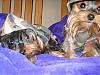 Tinker and cash going to the army-s8001996.jpg