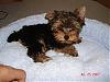 Yoshi getting used to his own bed!-dsc03420-vi.jpg