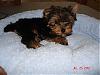 Yoshi getting used to his own bed!-dsc03421-vi.jpg