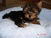 Yoshi getting used to his own bed!-dsc03423-vi.jpg