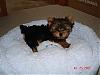 Yoshi getting used to his own bed!-dsc03437-vi.jpg