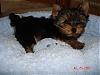 Yoshi getting used to his own bed!-dsc03438-vi.jpg