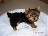 Yoshi getting used to his own bed!-dsc03442-vi.jpg