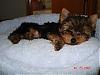 Yoshi getting used to his own bed!-dsc03461-vi.jpg