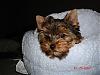 Yoshi getting used to his own bed!-dsc03485-vi.jpg