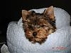 Yoshi getting used to his own bed!-dsc03486-vi.jpg