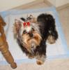 My first yorkie George!!!-1.jpg