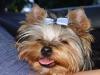 My first yorkie George!!!-4.jpg