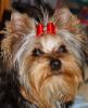 My first yorkie George!!!-2.jpg