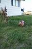 Chloe and Codys first time outside 5 weeks.-sophieoutsideyt.jpg