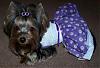 Trixie Bear modeling her new dress : ) Thank you YORKIEMOM2B2006-40-512-x-350-.jpg