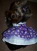 Trixie Bear modeling her new dress : ) Thank you YORKIEMOM2B2006-41-424-x-579-.jpg