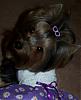 Trixie Bear modeling her new dress : ) Thank you YORKIEMOM2B2006-42-306-x-376-.jpg