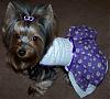 Trixie Bear modeling her new dress : ) Thank you YORKIEMOM2B2006-43-460-x-413-.jpg