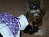Trixie Bear modeling her new dress : ) Thank you YORKIEMOM2B2006-45-446-x-337-.jpg