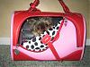Munchkin in her PetFlys Carrier-munchie-015_resize.jpg
