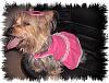 Dixie in her new dress-pink-dixie-1.jpg