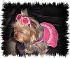 Dixie in her new dress-pink-dixie-2.jpg