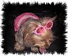 Dixie in her new dress-pink-dixie-3.jpg