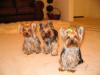 My yorkie family-img_0039.jpg
