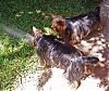 Archie, Willie and the sprinkler-archie-willie-sprinkler-edit-resize.jpg