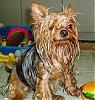 Archie, Willie and the sprinkler-wet-willie2a-resize.jpg