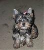 Penny's baby pictures-dogs-007.jpg