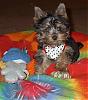 Penny's baby pictures-dogs-060.jpg