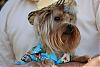 Princeton is ready for the beach!-princetonbeachshirt2..jpg