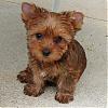 Hey! Does my morkie look more like a yorkie or maltese?-july23-005.jpg