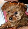 Hey! Does my morkie look more like a yorkie or maltese?-puppy-077.jpg
