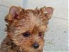 Hey! Does my morkie look more like a yorkie or maltese?-july23-006.jpg