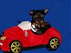 My Yorkie Puppys-jamie01.jpg