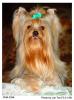 My Yorkie and her Funny Face-cha516.jpg