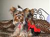 Princess Tinker and Prince Cash show off there royal gear from go fetch!-s8002067.jpg