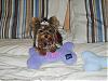 Princess Tinker and Prince Cash show off there royal gear from go fetch!-s8002079.jpg