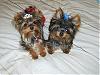 Princess Tinker and Prince Cash show off there royal gear from go fetch!-s8002093.jpg