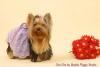 My Yorkie and her Funny Face-cha323.jpg