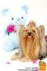 My Yorkie and her Funny Face-gp7o8828.jpg