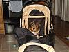 Diddy Bear's new stroller-diddy_stroller-1-.jpg