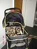 Diddy Bear's new stroller-stroller.1.jpg
