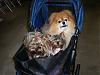 Diddy Bear's new stroller-3instroller-002-600-x-450-.jpg