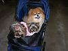Diddy Bear's new stroller-3instroller-003-600-x-450-.jpg