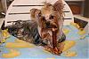 Annika versus the bully-annika-enjoying-bully-sticks-2.jpg